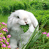 Карликовые и декоративные кролики домашнего питомника ''Долина КРОСАВА'': Здесь Вы можите получить консультацию заводчика бесплатно и преобрести крольчонка